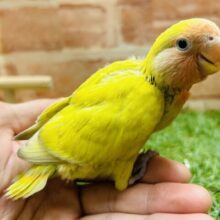 💛💛💛コザクラインコ（シナモン）💛💛💛