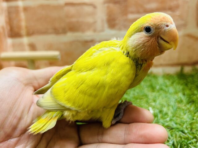 💛💛💛コザクラインコ（シナモン）💛💛💛