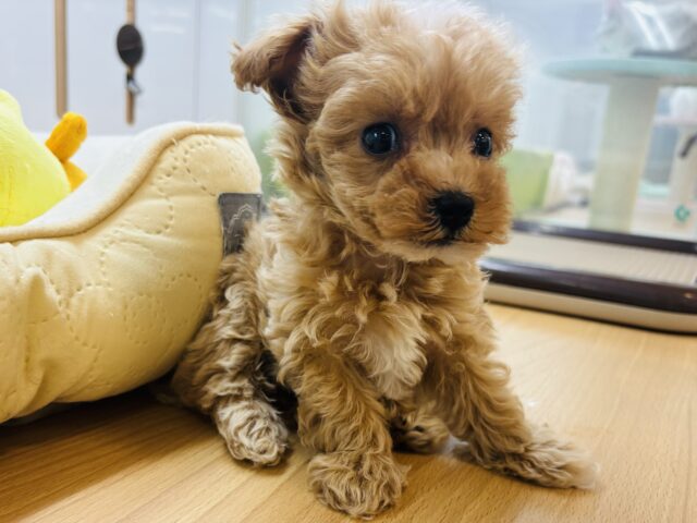 マルプー