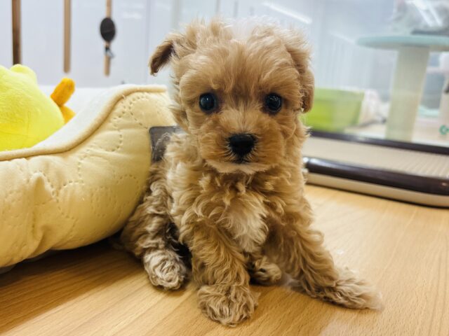 マルプー