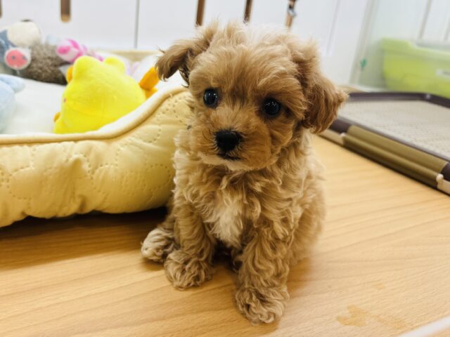 マルプー