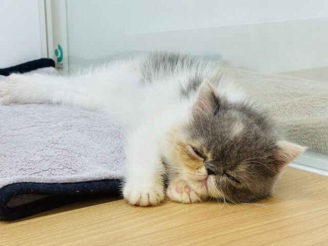 エキゾチック