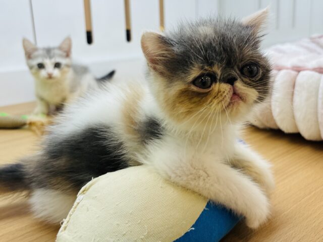エキゾチック