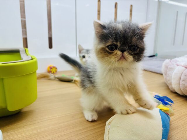 エキゾチック