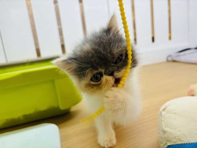 エキゾチック