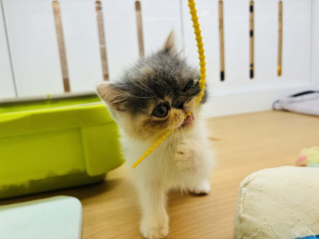 エキゾチック