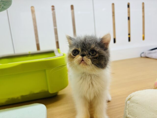 エキゾチック