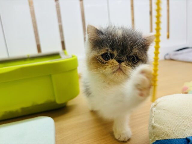 エキゾチック