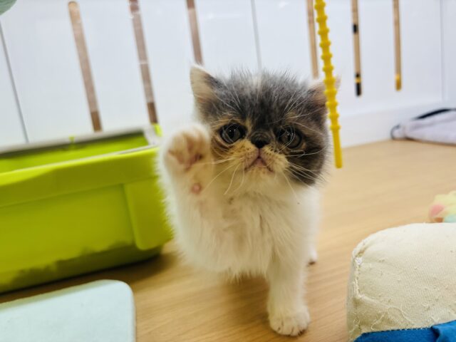 エキゾチック