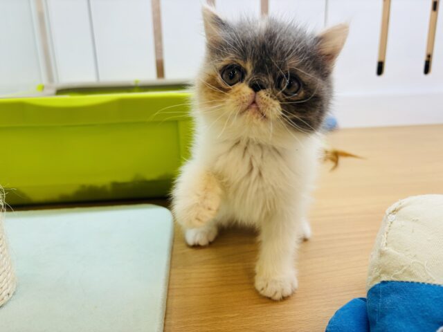 エキゾチック