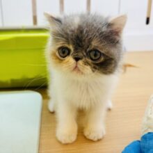 クセになる可愛さに沼落ち？エキゾチックショートヘアちゃん！