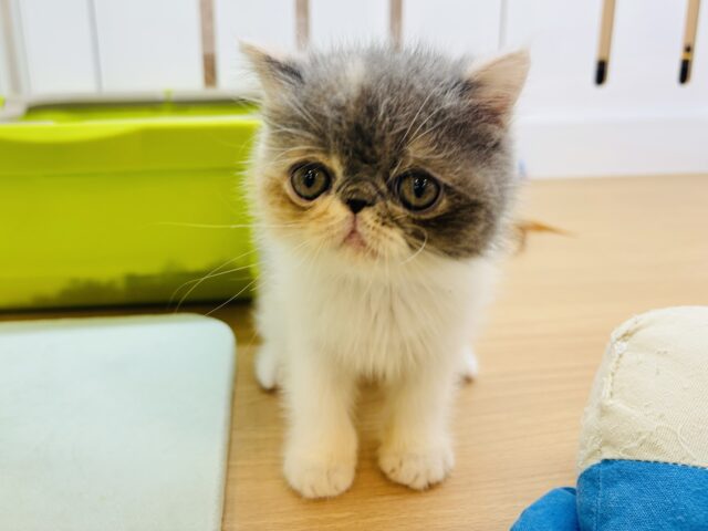 クセになる可愛さに沼落ち？エキゾチックショートヘアちゃん！