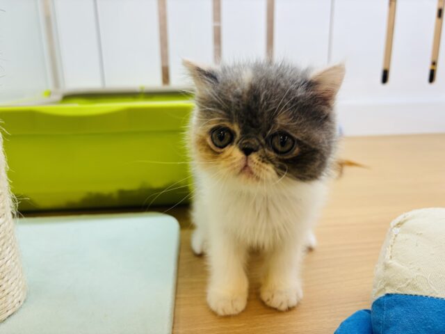 エキゾチック