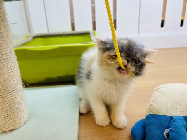 エキゾチック