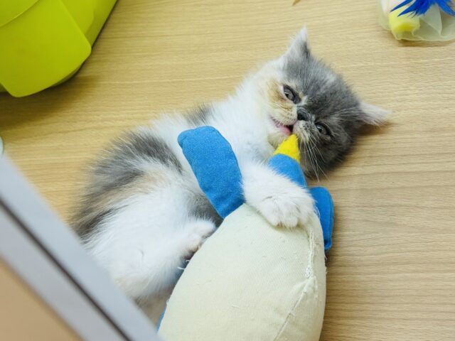 エキゾチック