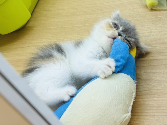 エキゾチック