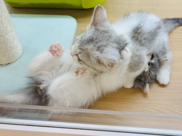 エキゾチック