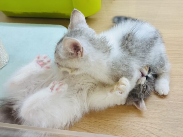 エキゾチック