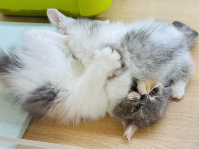 エキゾチック