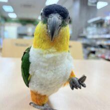 【最新動画】黒い頭が魅力的な元気っ子💕ズグロシロハラインコ（男の子）