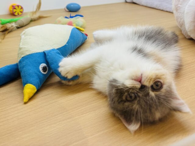 エキゾチック
