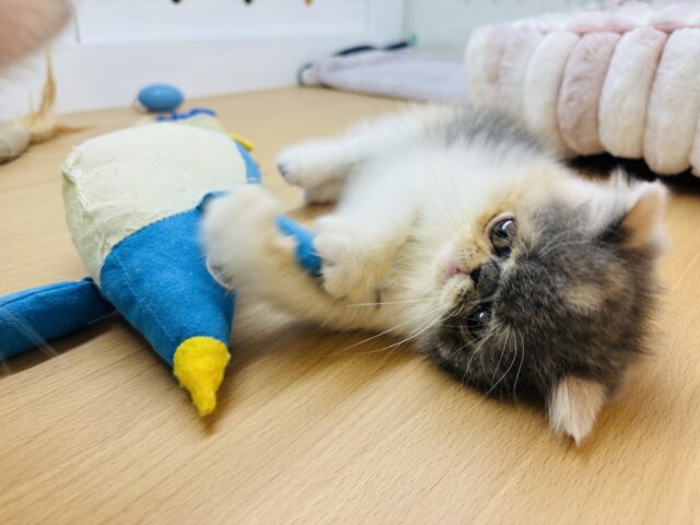 エキゾチック