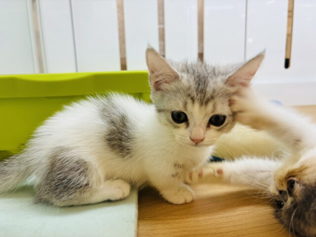 マンチカン