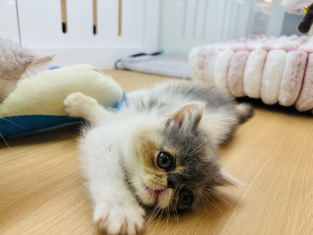 エキゾチック