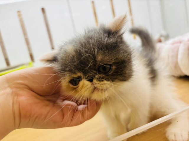 エキゾチック