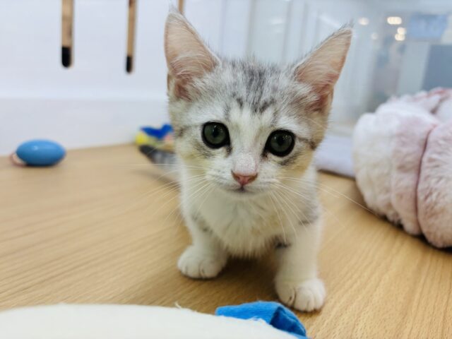 マンチカン