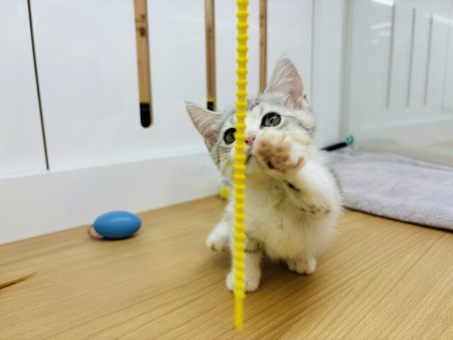 マンチカン
