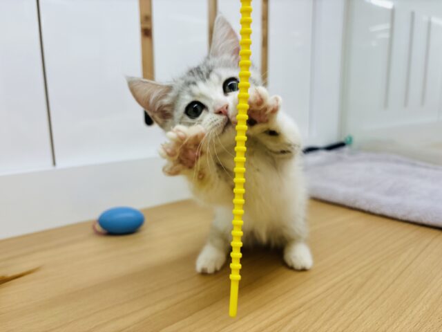 マンチカン