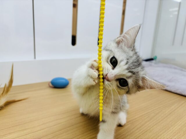 マンチカン