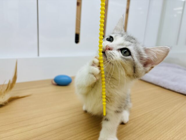 マンチカン