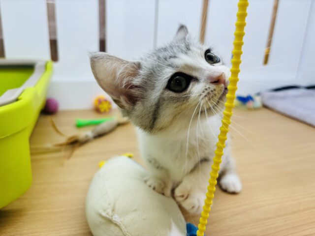 マンチカン