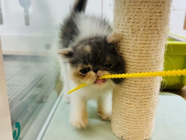 エキゾチック