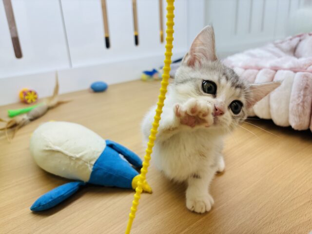 マンチカン