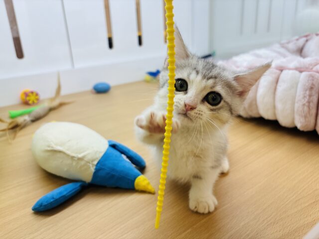 マンチカン