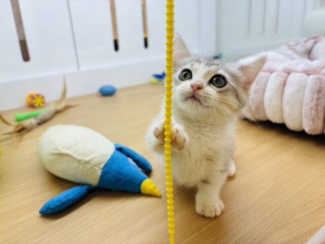 マンチカン