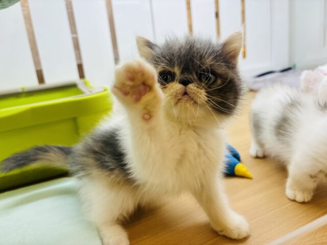 エキゾチック