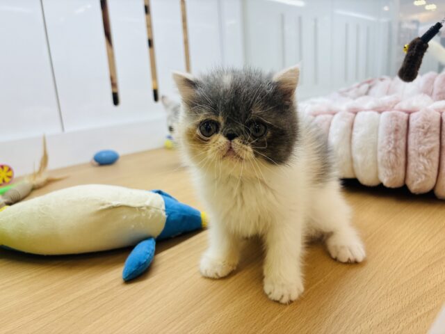 エキゾチック