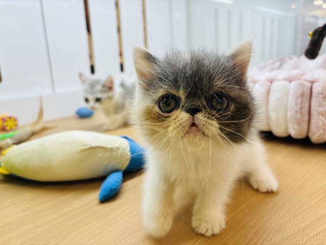 エキゾチック