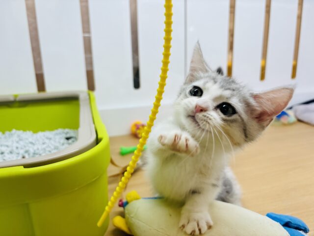 マンチカン