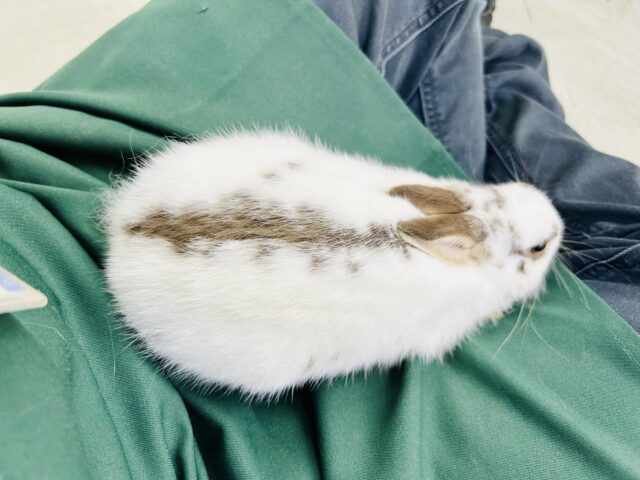 ミニウサギ