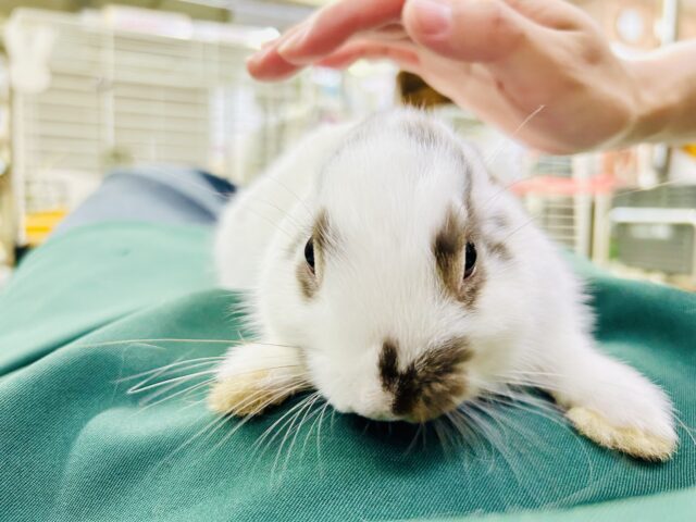 ミニウサギ