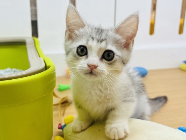 マンチカン