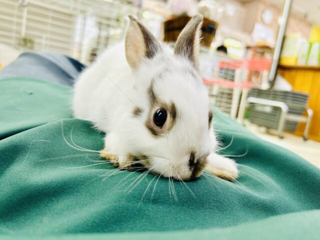 ミニウサギ