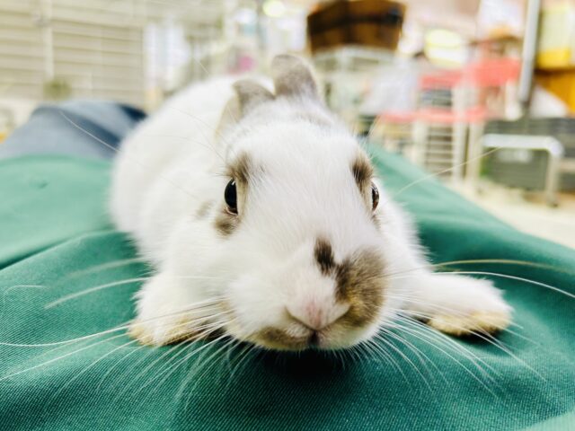 ミニウサギ