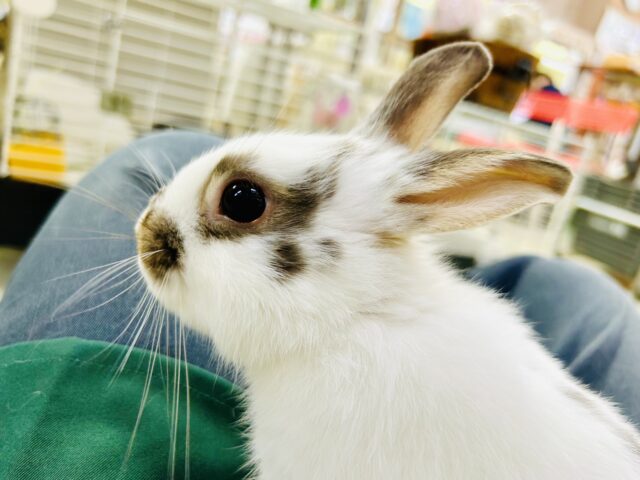 ミニウサギ