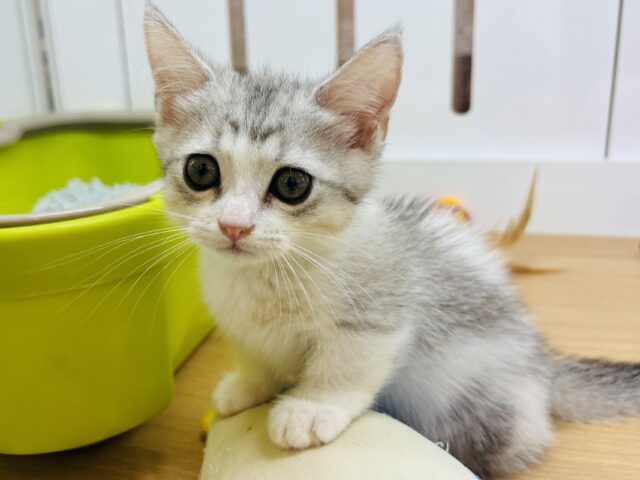 マンチカン